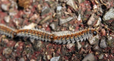 Lutter contre la chenille processionnaire du Pin