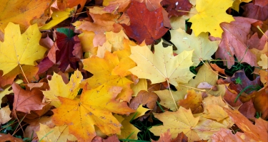 Feuilles mortes : des règles à respecter