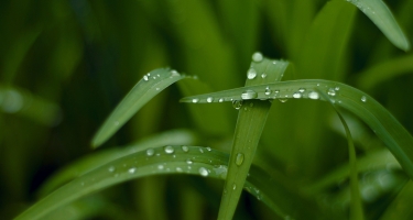 Lutter contre les nuisibles