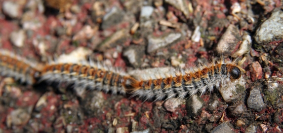 Lutter contre la chenille processionnaire du Pin