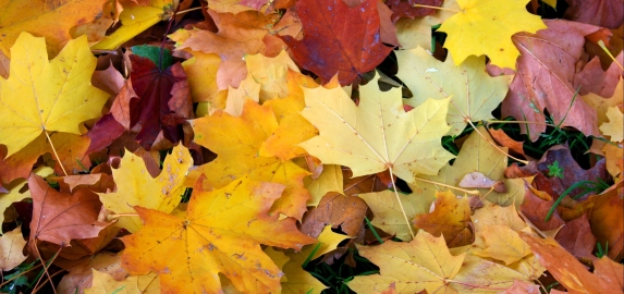 Feuilles mortes : des r&egrave;gles &agrave; respecter