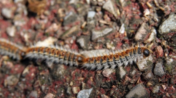 Lutter contre la chenille processionnaire du Pin