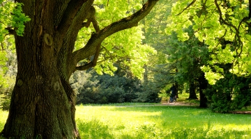 Fermeture temporaire du bois de l&rsquo;Aurore