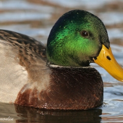 canard