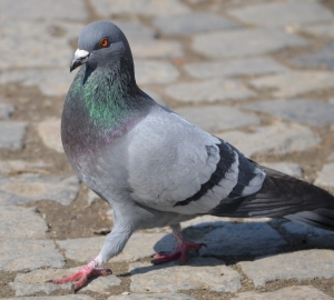 pigeon