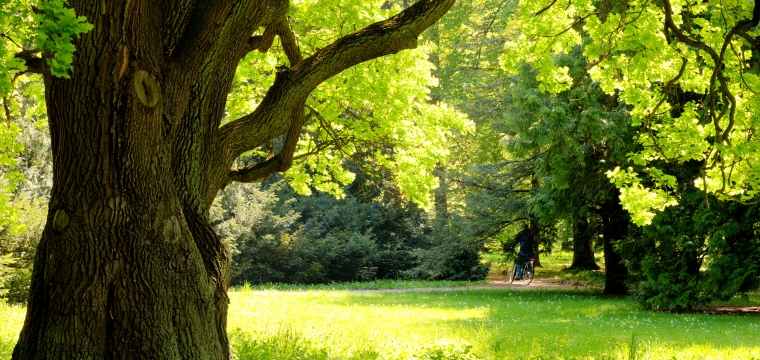 Fermeture temporaire du bois de l&rsquo;Aurore