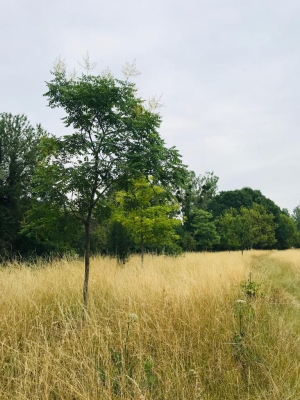 Parvis du Breuil
